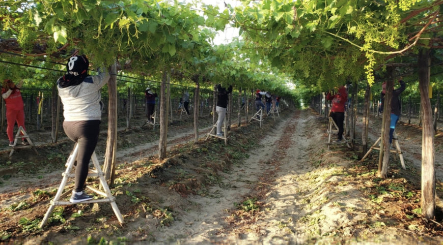Farmlandgrab reports: Elaia expands into South America with an acquisition of Peru&rsquo;s second-largest grape exporter